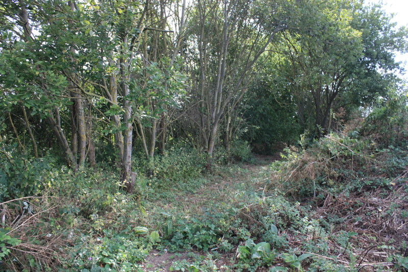 Woodland
